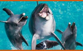 gc30seaworld-list Thumbnail